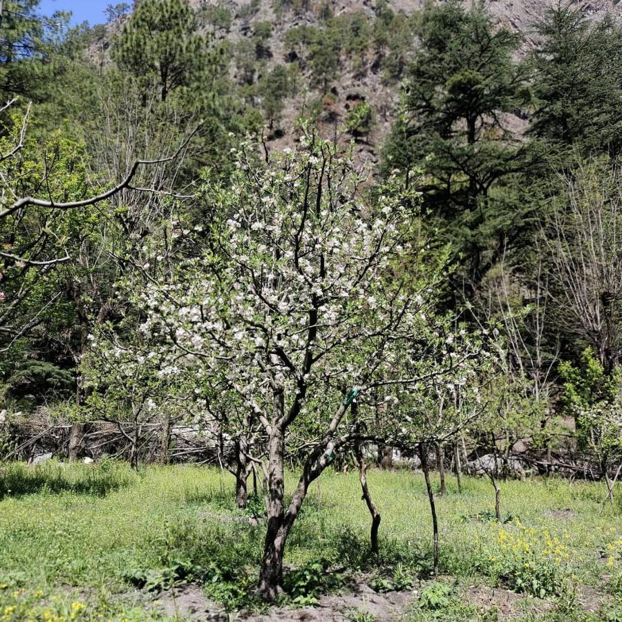 מלון The Royal Orchard קאסול מראה חיצוני תמונה